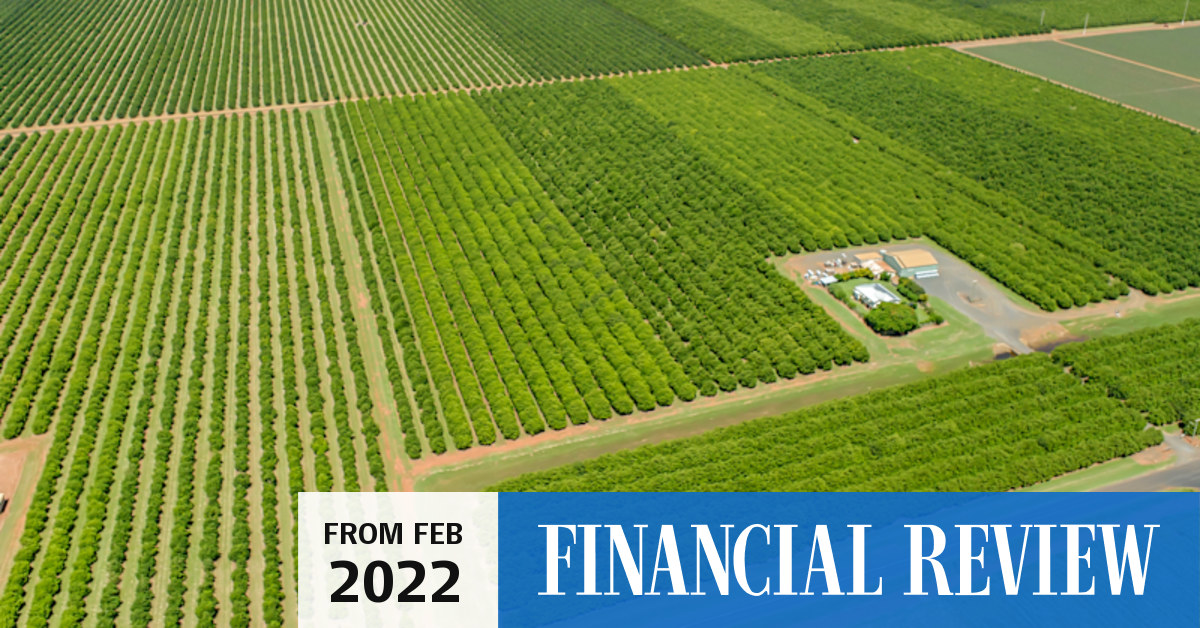 Bundaberg macadamia orchards tipped to sell for more than 70m